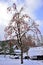 Bright orange kaki persimmons growing on a tree in winter in Japan