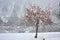 Bright orange kaki persimmons growing on a tree in winter at Shirakawa-go in Japan