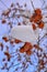 Bright orange kaki persimmons growing on a tree in winter at Takayama in Japan