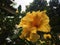 Bright orange large hibiscus flower on green leaves and stalk.