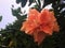 Bright orange large hibiscus flower on green leaves and stalk.