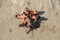 Bright orange and light brown Protoreaster nodosus on the beach. Abstract sea creature with brown growths on body and legs. Two.