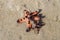 Bright orange and light brown Protoreaster nodosus on the beach. Abstract sea creature with brown growths on body and legs. Two.