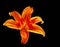 Bright orange Lily flower a isolated at black