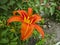 Bright orange lily - a luxurious flower against the background of green leaves