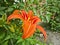 Bright orange lily - a luxurious flower against the background of green leaves