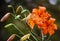 Bright orange lily of the three growing flowers in full bloom