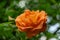 Bright orange lovely rose Westerland with green leaves background. Selective focus. Lyric motif for design. Flower rose landscape