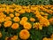 Bright orange marigold floral background, selective focus