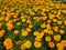 Bright orange marigold floral background, selective focus