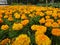 Bright orange marigold floral background, selective focus