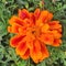 A bright orange Marigold flower