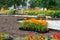 Bright orange marigolds in plastic pots