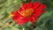 Bright orange Mexican sunflower flower