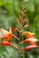 Bright orange montbretia.