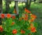 Bright Orange Nasturtiums Climbing Wooden Rail Fence