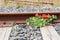 Bright orange nasturtiums grow by a rusted railroad track.