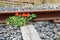 Bright orange nasturtiums grow by a rusted railroad track.