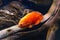 Bright orange Oscar fish, Astronotus ocellatus swimming in aquarium
