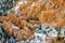 bright orange photograph of the hoodoos in bryce canyon national park during the winter months in southern utah usa