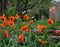 Bright Orange Poppies Growing in a Taos New Mexico Garden with Adobe Building in the Background