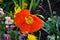 Bright Orange poppy style flower growing