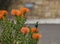 Bright orange protea