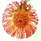 Bright orange Protea Leucospermum flower