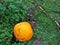 Bright Orange Pumpkin lies on grass by nettles in the garden