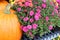 Bright orange pumpkins and colorful flowers on table at local gardening center