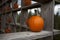 Bright orange pumpkins in a open barn this fall.