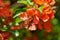 Bright orange quince flowers and green leaves. Summer background