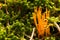 Bright orange ramaria mushrooms in green moss