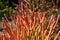 Bright orange red Firestick plant in the garden