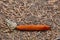 Bright orange red slug, also called Arion rufus or Rote Wegschnecke