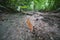 Bright orange red slug, also called Arion rufus or Rote Wegschnecke