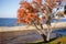 Bright orange rowan against blue water. October