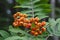 Bright orange rowanberries with green leaves in the background