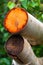 Bright orange section of birch trees of Mount Etna volcano, Italy