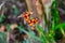 Bright orange seeds in autumn woodland