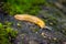Bright Orange Slug on a Decomposing Log