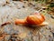 Bright orange snail creeping across rock