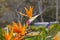 A bright orange Strelitzia flower in full bloom in a garden