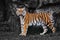 A bright orange-striped tiger stands out against a discolored background, a beast