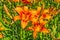 Bright Orange Tiger Lilies