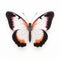 Bright Orange Tip Butterfly With Pale Pink And Black Wings