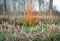 A bright orange tree grows at the edge of a swamp