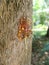 bright orange tree sap bubbling from the bark of a tree