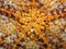 Bright Orange and White Bumps and Design in Close Up of Cushion Sea Star