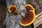 Bright orange wood mushrooms